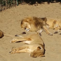 Zoo la Palmyre - Gros chats.