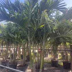 Brewer’s Nursery