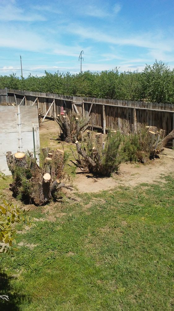 George Tree Service GEORGE’S TREE SERVICE - Updated September 2026 - 12 Reviews - Merced ...