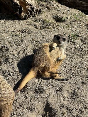 Edinburgh Zoo by null