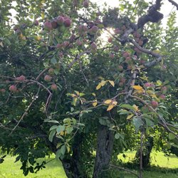 Pavolka Fruit Farm