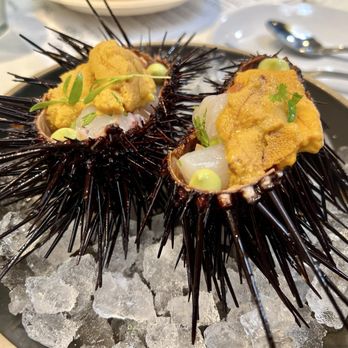 Holbox - Scallop & Uni Ceviche - Latin American Near Me - Los Angeles, California