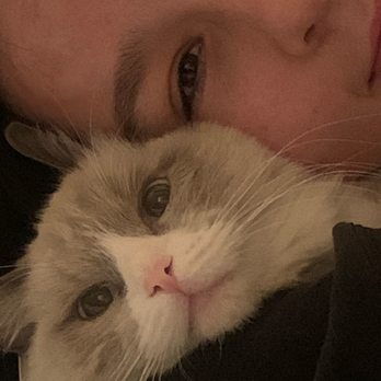 Ragdollkitty Ragdolls - She actually loves hugs from her twinsies. - Pet Breeders Near Me - Carlsbad, California Ragdollkitty Ragdolls - She actually loves hugs from her twinsies. - Pet Breeders Near Me - Carlsbad, California