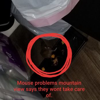 Hilltop Towers - Mice! They said they had never had mice before and won't take care of it, ill called the exterminator they use he told me I'm the 4th unit. - Apartments Near Me - South Ogden, Utah Hilltop Towers - Mice! They said they had never had mice before and won't take care of it, ill called the exterminator they use he told me I'm the 4th unit. - Apartments Near Me - South Ogden, Utah