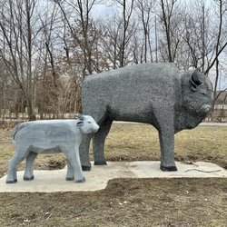 Carmel Clay Parks - Bison & Calf
