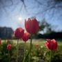 Photo of Greenwich Commons