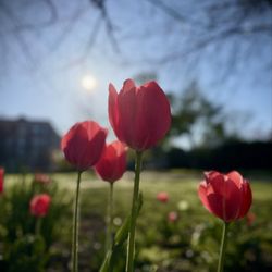 Greenwich Commons - Flowers in bloom
