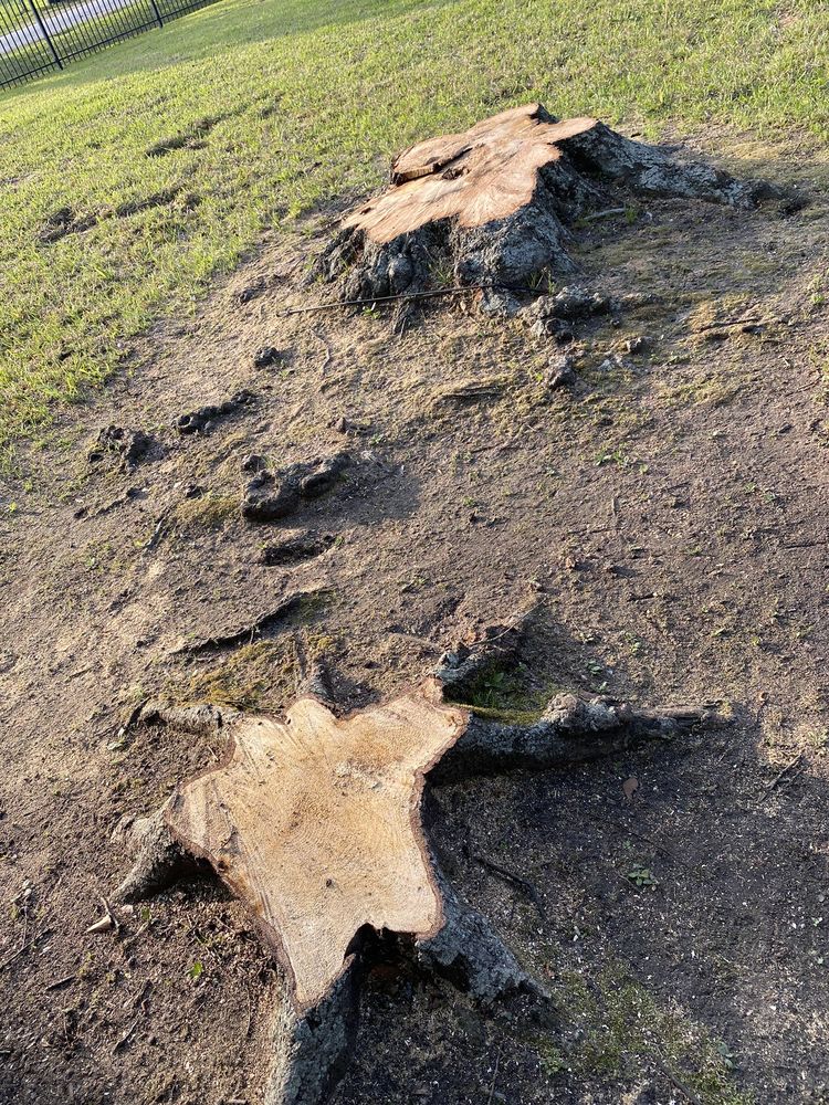 Sarceno Tree Service - tree service in Houston, TX