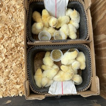 Bresse Farms - Pro shipping! - Ranches Near Me - Pontotoc, Mississippi Bresse Farms - Pro shipping! - Ranches Near Me - Pontotoc, Mississippi