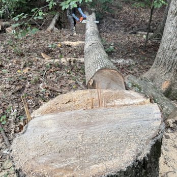 Alpha Tree Services - Tree Services Near Me