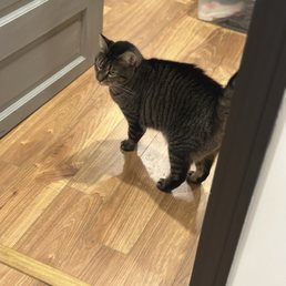 My cat Luci Lui