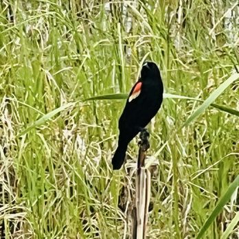 Griffin Park - Red-winged blackbird - Parks Near Me - Howey in the Hills, Florida Griffin Park - Red-winged blackbird - Parks Near Me - Howey in the Hills, Florida