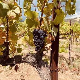 Pinot Noir grapes. Pinot Noir grapes.
