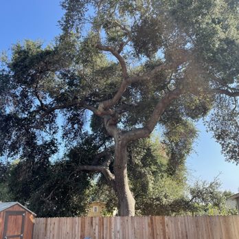 SoCal Landscape and Trees - a large oak tree in a backyard - Landscaping Near Me - Altadena, California SoCal Landscape and Trees - a large oak tree in a backyard - Landscaping Near Me - Altadena, California