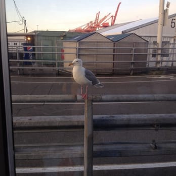 Seattle Ferry Terminal - These guys have been seen hitching a ride on the boats! - Ferries Near Me - Seattle, Washington