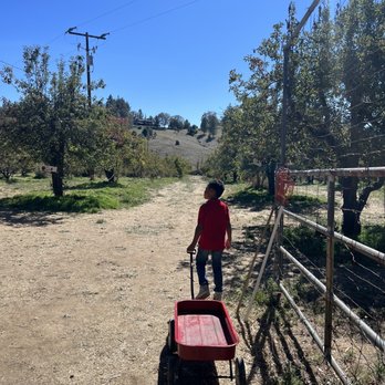 Apple Starr Orchards - CLOSED - Wagon provided. - Pick Your Own Farms Near Me - Julian, California Apple Starr Orchards - CLOSED - Wagon provided. - Pick Your Own Farms Near Me - Julian, California