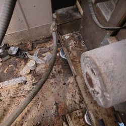 Piggly Wiggly - Look closely at the drip pan on the back of the oven. It's a petrified rat in the filthy environment your chicken and pork are prepared in.