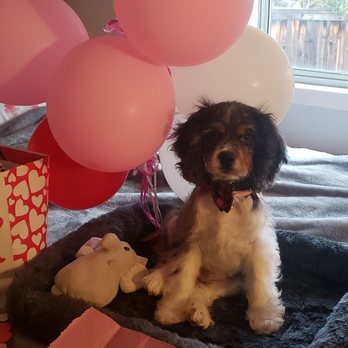 Hello Puppies - Hansom - Pet Breeders Near Me - Temecula, California Hello Puppies - Hansom - Pet Breeders Near Me - Temecula, California