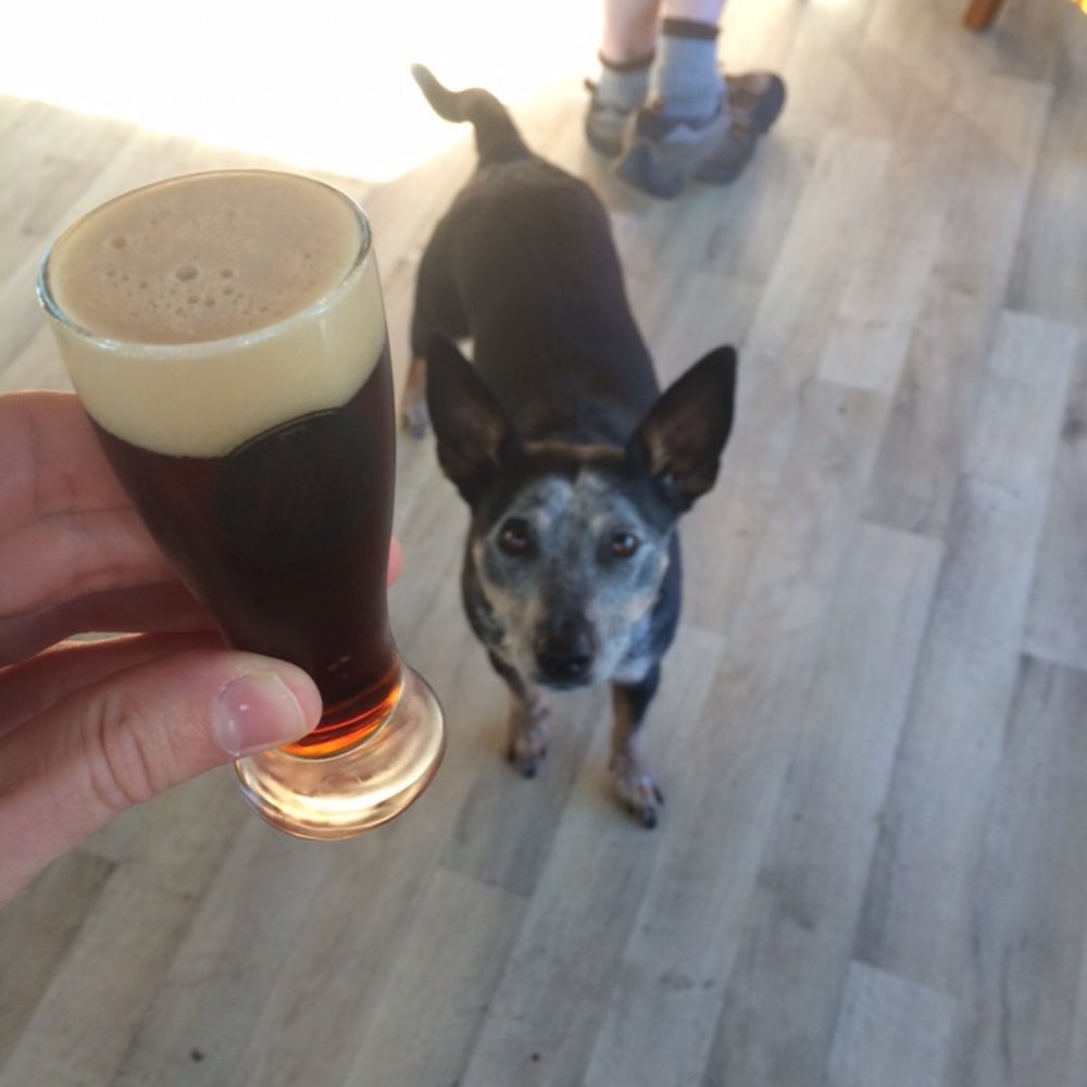This is Lucy. These are their samples. (yes, their samples come in CHILLED little beer glasses) This is Lucy. These are their samples. (yes, their samples come in CHILLED little beer glasses)