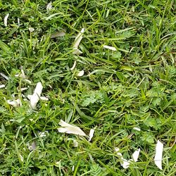 Musso Plumbing Company