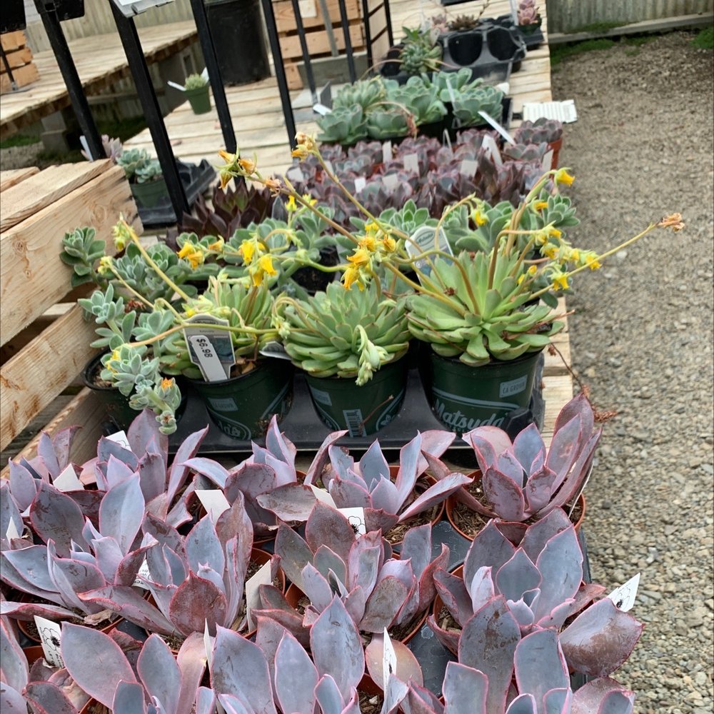 Half Moon Bay Nursery - Nurseries & Gardening Near Me - Half Moon Bay, California
