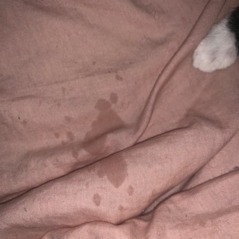 Catmandoo Rescue - Discharge while sleeping - Pet Adoption Near Me - Hawthorne, California