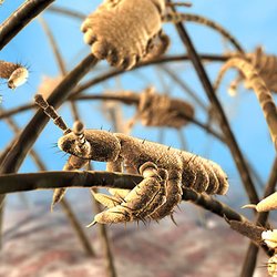Organic Lice Guru
