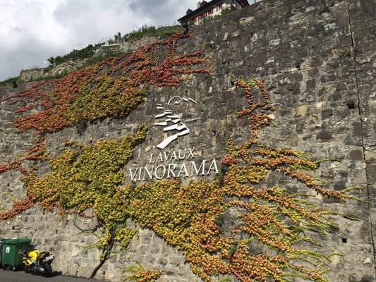 Lavaux Vinorama by null