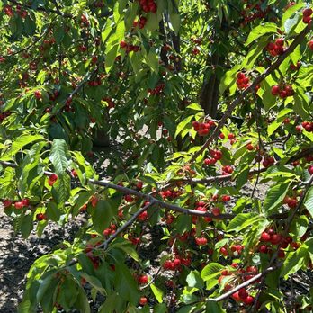 Diablo Cherries - Pick Your Own Farms Near Me - Brentwood, California