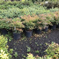 Down To Earth - Plants/ Shrubs