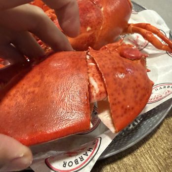 Bar Harbor Lobster Pound - Big claw, only half full. - Seafood Near Me - Bar Harbor, Maine