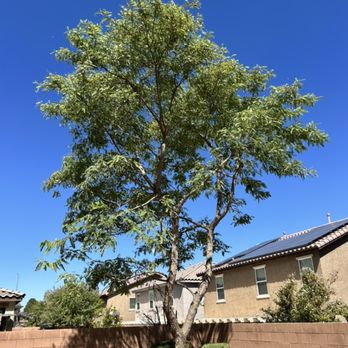 LandTeck Tree Service - Tree Services Near Me - Las Vegas, Nevada LandTeck Tree Service - Tree Services Near Me - Las Vegas, Nevada