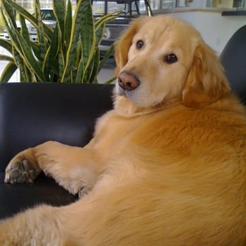 Orr Autosport - Best customer service by a non human award. I loved playing with Lola while waiting. - Auto Repair Near Me - Eden Prairie, Minnesota Orr Autosport - Best customer service by a non human award. I loved playing with Lola while waiting. - Auto Repair Near Me - Eden Prairie, Minnesota