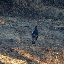 City of Julian - Wild turkeys in Julian area