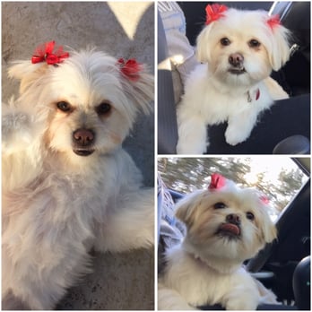 Perfect Pet Salon - Always looking perfect after visiting Stela :) - Pet Groomers Near Me - Concord, California Perfect Pet Salon - Always looking perfect after visiting Stela :) - Pet Groomers Near Me - Concord, California