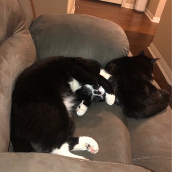 Irvine Animal Care Center - Nap time. - Animal Shelters Near Me - Irvine, California Irvine Animal Care Center - Nap time. - Animal Shelters Near Me - Irvine, California