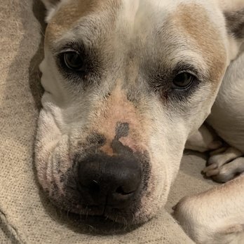 Paws and Claws Veterinary Care - RIP Odie, you are missed beyond measure - Veterinarians Near Me Paws and Claws Veterinary Care - RIP Odie, you are missed beyond measure - Veterinarians Near Me