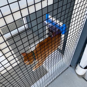 Catio Guy - Kenickie getting use to the opening - Pet Services Near Me Catio Guy - Kenickie getting use to the opening - Pet Services Near Me