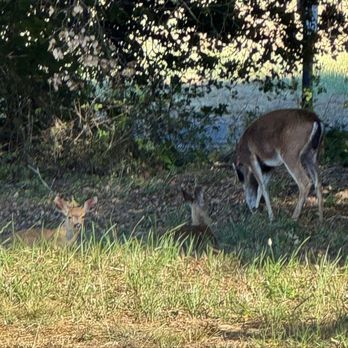 Filoli - Grazing deer - Botanical Gardens Near Me - Woodside, California Filoli - Grazing deer - Botanical Gardens Near Me - Woodside, California