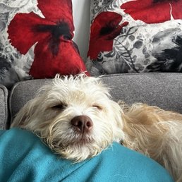 Carmela Josephine the sweetest dog who I adopted from Dogs Without Borders.