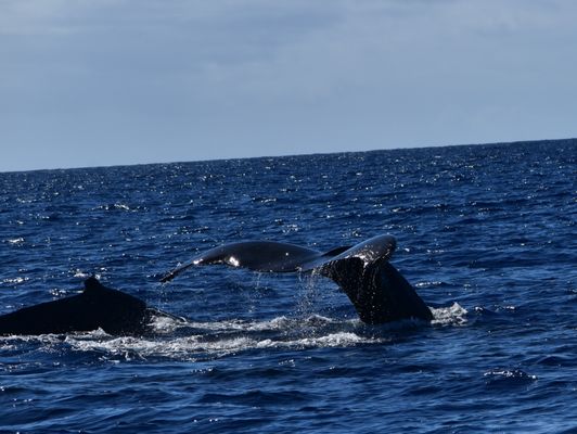 Hawaii Ocean Rafting Whale Watch and Snorkel by null