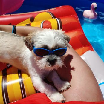 Sugars Grooming - Pet Groomers Near Me - Fort Mohave, Arizona