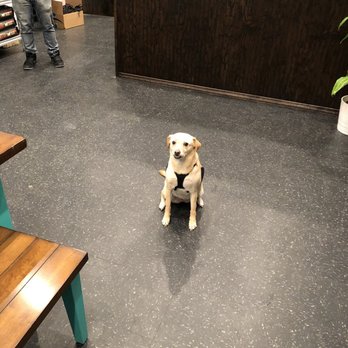 Brooklyn Paw House - Etta's first visit - Pet Groomers Near Me - Brooklyn, New York Brooklyn Paw House - Etta's first visit - Pet Groomers Near Me - Brooklyn, New York