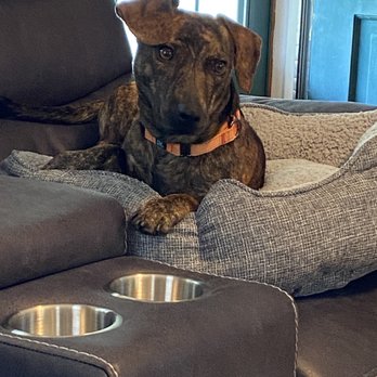 Ruff House Rescue - This is Finnegan!!!!!! - Pet Adoption Near Me