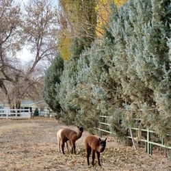 Uinta Alpacas