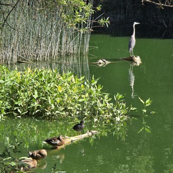 Atascadero Lake Park - Ducks and egret. Early morning walk - Parks Near Me - Atascadero, California