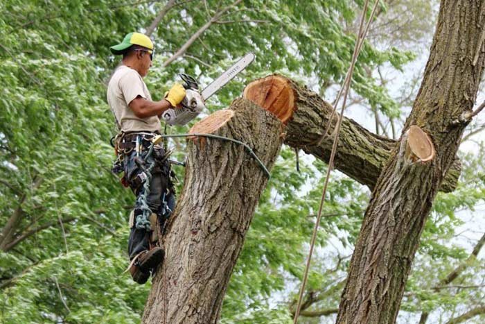 Madera Tree Services - tree service in Albuquerque, NM