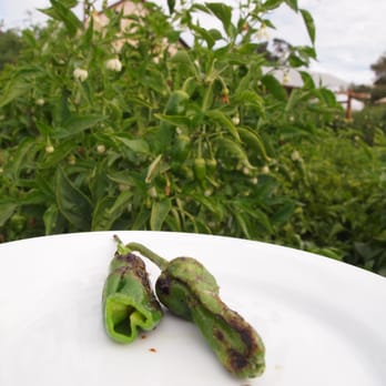 Regusci Winery - Organic Peppers! at the pick up party Oct '12 - Wine Tasting Room Near Me - Napa, California Regusci Winery - Organic Peppers! at the pick up party Oct '12 - Wine Tasting Room Near Me - Napa, California