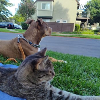 Peaceful Pets: In-home Euthanasia Service - Pet Hospice Near Me Peaceful Pets: In-home Euthanasia Service - Pet Hospice Near Me
