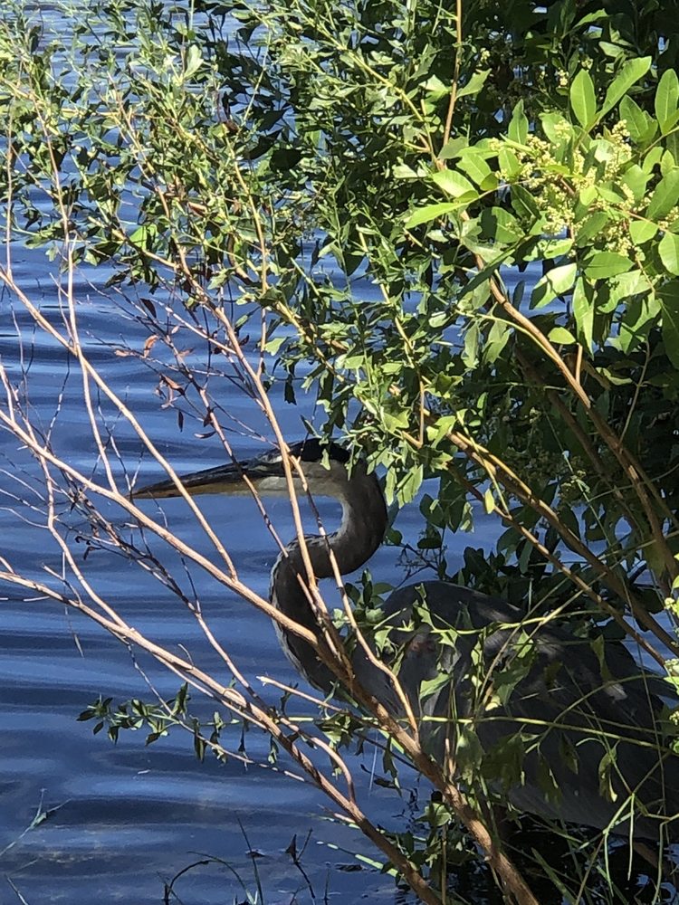Wells Park Image